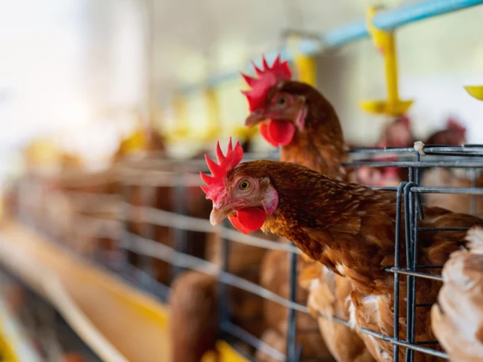Carne de pollo exhibida en una carnicería argentina.