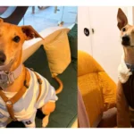 Gaia, la galga que conquistó las redes y ayuda a cambiar la mirada sobre la raza Gaia, la galga influencer que conquista las redes sociales y ayuda a derribar mitos sobre la raza.