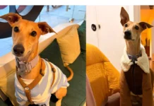 Gaia, la galga que conquistó las redes y ayuda a cambiar la mirada sobre la raza Gaia, la galga influencer que conquista las redes sociales y ayuda a derribar mitos sobre la raza.